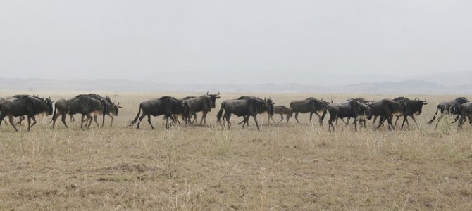 Slapen op de Serengeti